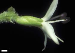 Veronica amplexicaulis. Flower in lateral view. Scale = 1 mm.
 Image: W.M. Malcolm © Te Papa CC-BY-NC 3.0 NZ